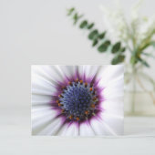 Osteospurmum Briefkaart (Staand voorkant)