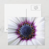 Osteospurmum Briefkaart (Voorkant / Achterkant)