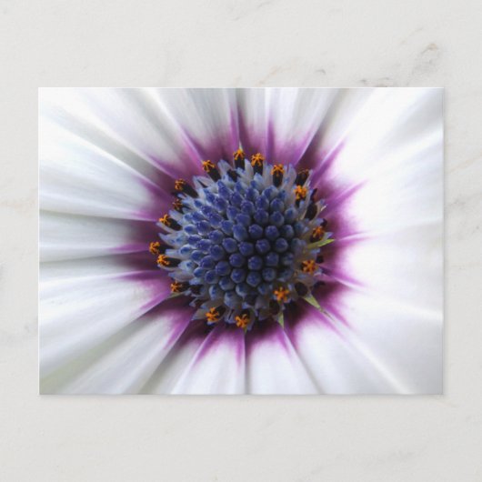 Osteospurmum Briefkaart (Voorkant)