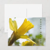 Osterglocke Oster-Postkarte Briefkaart (Voorkant / Achterkant)