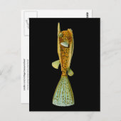 Ostracion cornutus (Boxfish), Haeckel Fine Art Briefkaart (Voorkant / Achterkant)