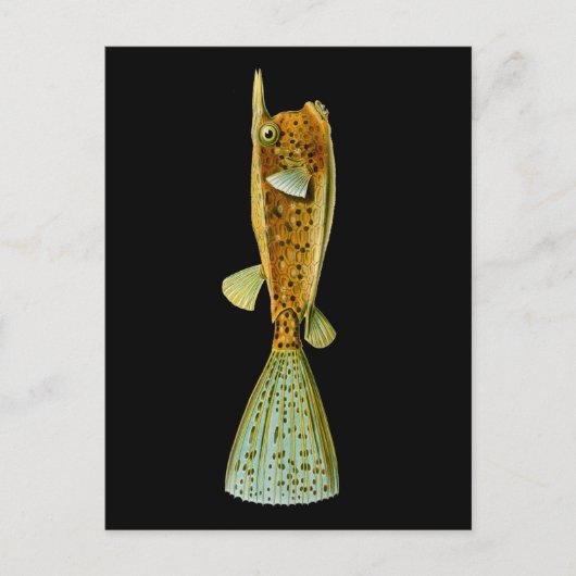 Ostracion cornutus (Boxfish), Haeckel Fine Art Briefkaart (Voorkant)