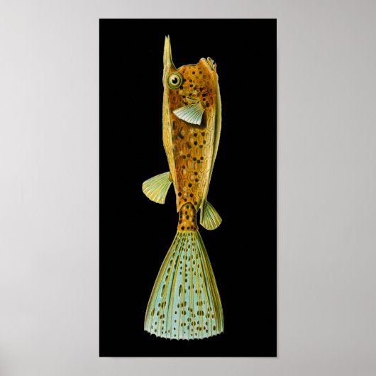 Ostracion cornutus (Boxfish), Haeckel Fine Art Poster (Voorkant)