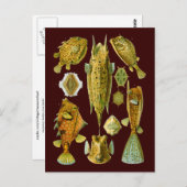 Ostraciontes (Boxfish), Ernst Haeckel Fine Art Briefkaart (Voorkant / Achterkant)