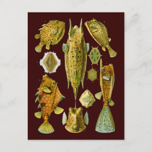 Ostraciontes (Boxfish), Ernst Haeckel Fine Art Briefkaart