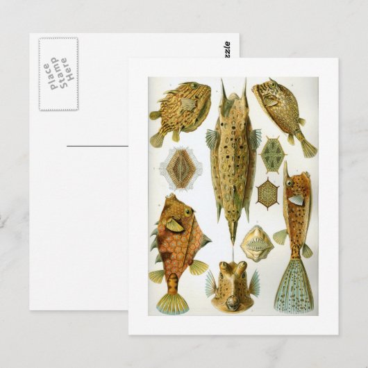 Ostraciontes Briefkaart (Voorkant / Achterkant)