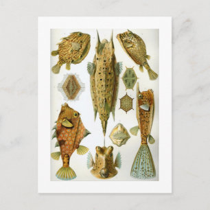 Ostraciontes Briefkaart