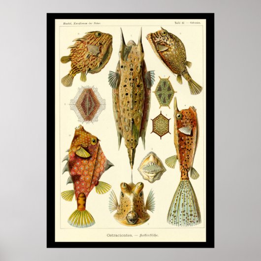 "Ostraciontes" door het Poster Ernst Haeckel (Voorkant)