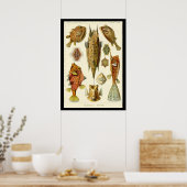 "Ostraciontes" door het Poster Ernst Haeckel (Keuken)