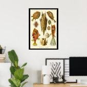 "Ostraciontes" door het Poster Ernst Haeckel (Thuiskantoor)