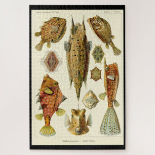 "Ostraciontes" legpuzzel van Ernst Haeckel
