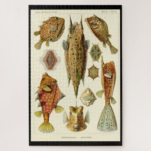 "Ostraciontes" legpuzzel van Ernst Haeckel (Verticaal)