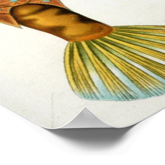 Ostraciontes Poster (Hoek)