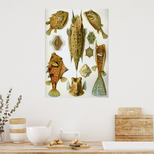 Ostraciontes Poster (Keuken)