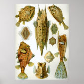 Ostraciontes Poster (Voorkant)