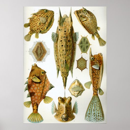 Ostraciontes Poster (Voorkant)