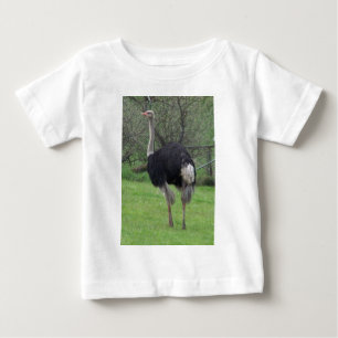 Ostrich