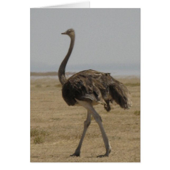 Ostrich (Voorkant)