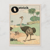 Ostrich Alphabet Letter Briefkaart (Voorkant)