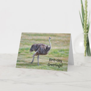Ostrich Art Bird Schattige Pun Verjaardag Kaart