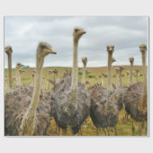 Ostrich Bird Cadeaupapier (Vlak)