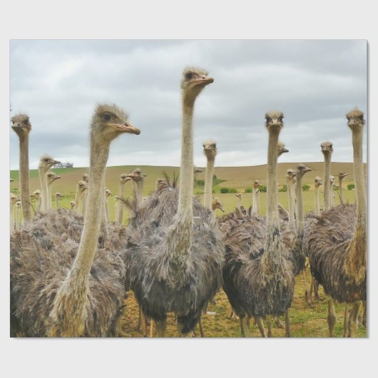 Ostrich Bird Cadeaupapier (Vlak)
