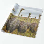 Ostrich Bird Cadeaupapier (Uitgerold)