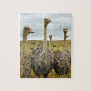 Ostrich Bird Legpuzzel