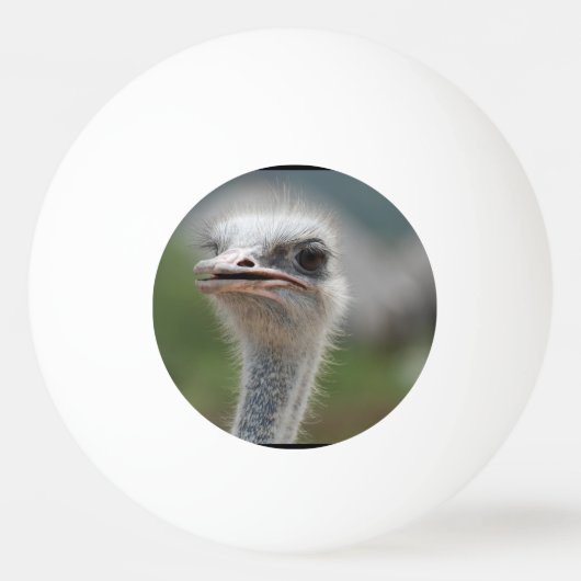 Ostrich Bird Pingpongbal (Voorkant)