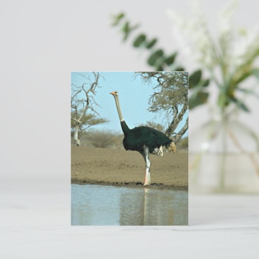Ostrich Briefkaart (Staand voorkant)