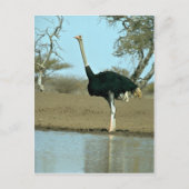 Ostrich Briefkaart (Voorkant)