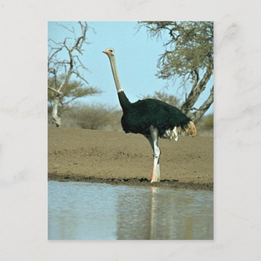Ostrich Briefkaart (Voorkant)