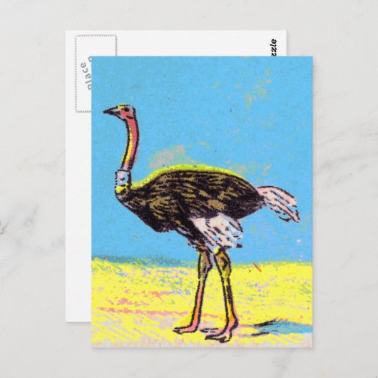 Ostrich Briefkaart (Voorkant / Achterkant)