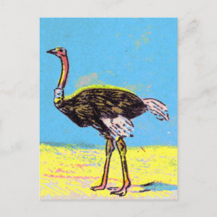 Ostrich Briefkaart