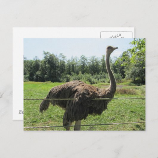 Ostrich Briefkaart (Voorkant / Achterkant)