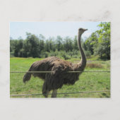 Ostrich Briefkaart (Voorkant)