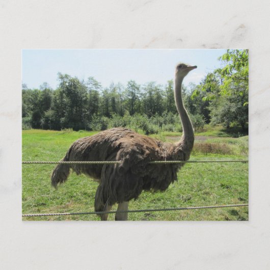 Ostrich Briefkaart (Voorkant)
