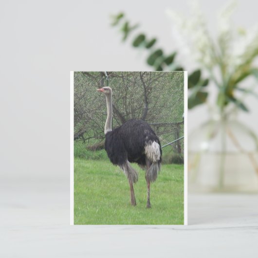 Ostrich Briefkaart (Staand voorkant)