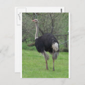 Ostrich Briefkaart (Voorkant / Achterkant)