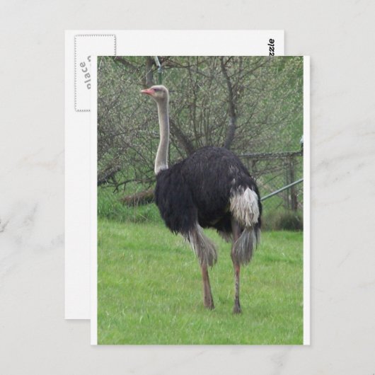 Ostrich Briefkaart (Voorkant / Achterkant)