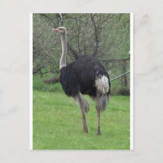 Ostrich Briefkaart