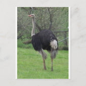 Ostrich Briefkaart (Voorkant)
