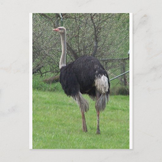 Ostrich Briefkaart (Voorkant)
