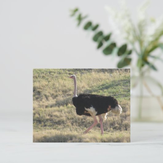 Ostrich Briefkaart (Staand voorkant)