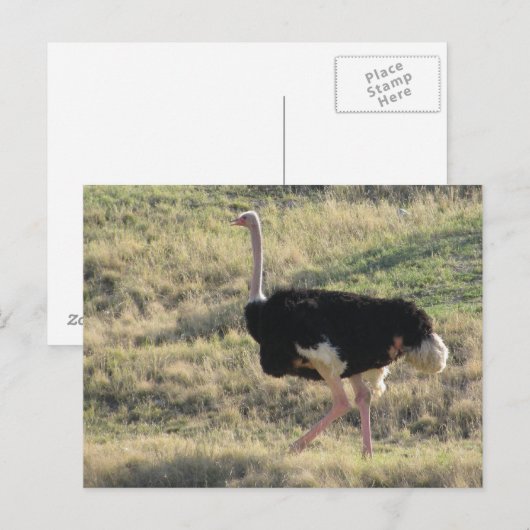 Ostrich Briefkaart (Voorkant / Achterkant)