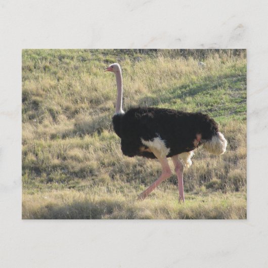 Ostrich Briefkaart (Voorkant)