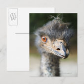 Ostrich Briefkaart (Voorkant / Achterkant)
