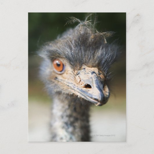 Ostrich Briefkaart (Voorkant)