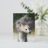 Ostrich Briefkaart (Staand voorkant)