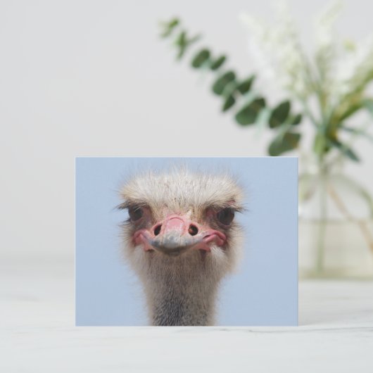 Ostrich Briefkaart (Staand voorkant)
